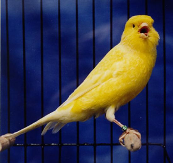 The Canary in Your Freezer